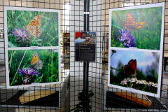 Plansze z fotografiami motyli prezentowane na wystawie