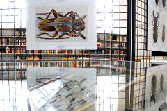 Plansze z fotografiami i gablota z owadami w bibliotece
